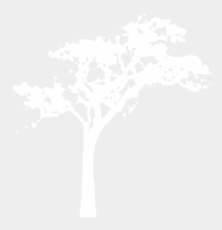  acacia tree graphic